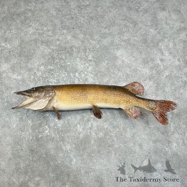 Northern Pike Fish Taxidermy Mount For Sale #25898 @ The Taxidermy Store