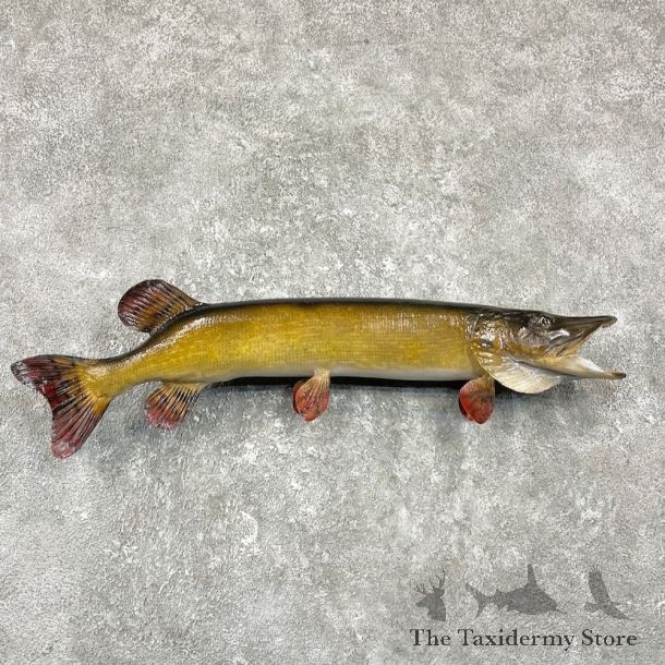 Northern Pike Fish Taxidermy Mount For Sale #25931 @ The Taxidermy Store