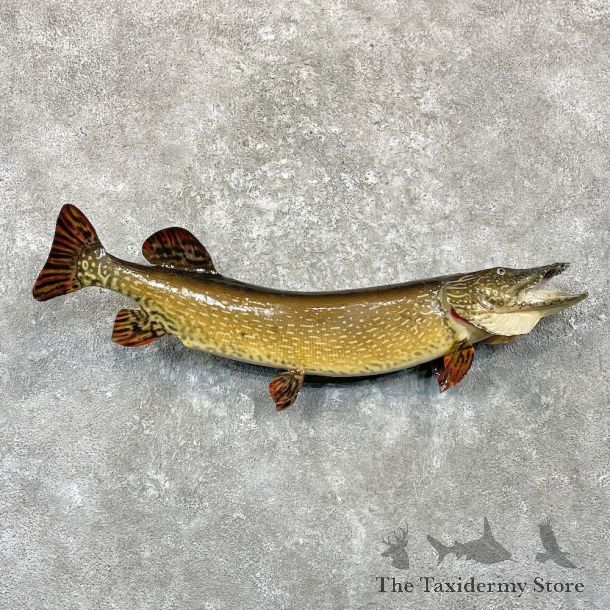 Northern Pike Fish Taxidermy Mount For Sale #27811 @ The Taxidermy Store