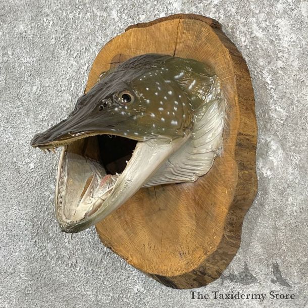 Northern Pike Head Mount For Sale #26154 @ The Taxidermy Store