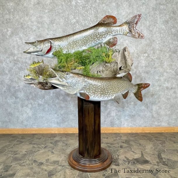 Northern Pike Scene Fish Mount For Sale #26732 @ The Taxidermy Store