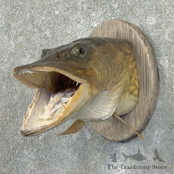 Northern Pike Shoulder Fish Taxidermy Mount For Sale #23591 @ The Taxidermy Store
