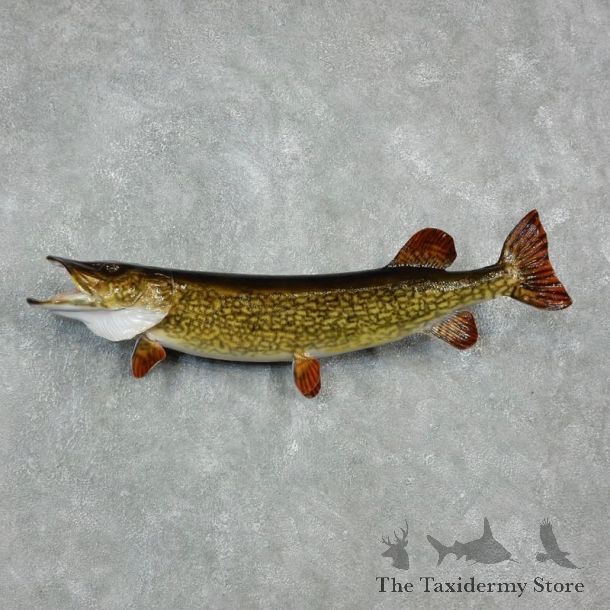 Northern Pike Fish Mount For Sale #17937 @ The Taxidermy Store