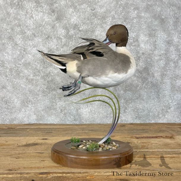 Pintail Duck Bird Mount For Sale #28400 @ The Taxidermy Store
