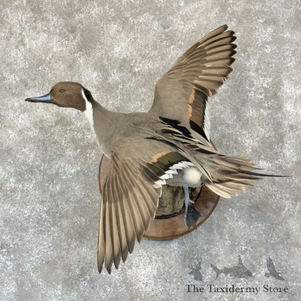 Northern Pintail Duck Bird Mount For Sale #28770 @ The Taxidermy Store
