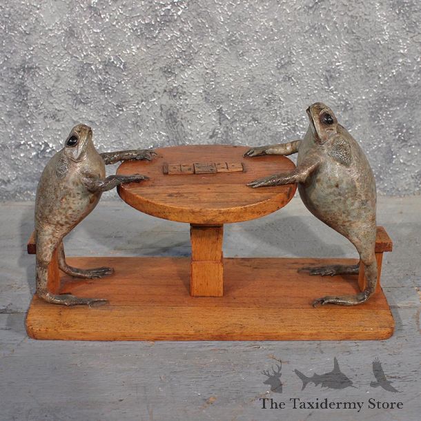 Novelty Bullfrog Mount Pair #11515 - For Sale - The Taxidermy Store