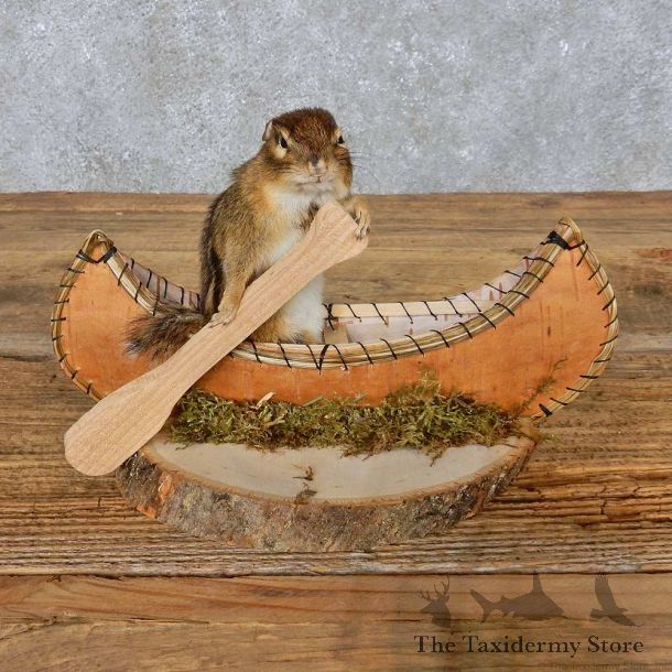 Novelty Canoe Chipmunk Mount For Sale #14984 @ The Taxidermy Store