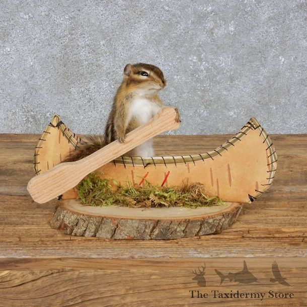 Novelty Canoe Chipmunk Mount For Sale #14985 @ The Taxidermy Store