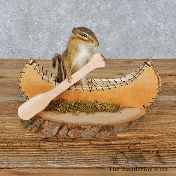 Novelty Canoe Chipmunk Mount For Sale #14986 @ The Taxidermy Store
