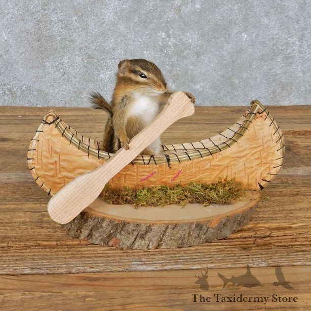 Novelty Canoe Chipmunk Mount For Sale #14987 @ The Taxidermy Store