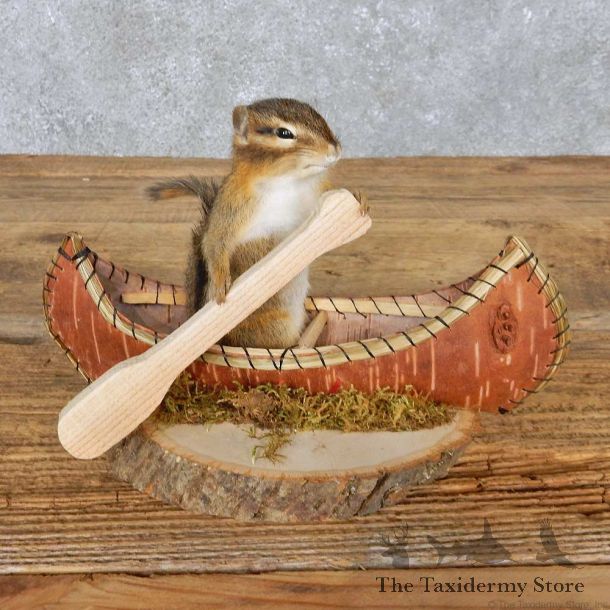 Novelty Canoe Chipmunk Mount For Sale #14988 @ The Taxidermy Store