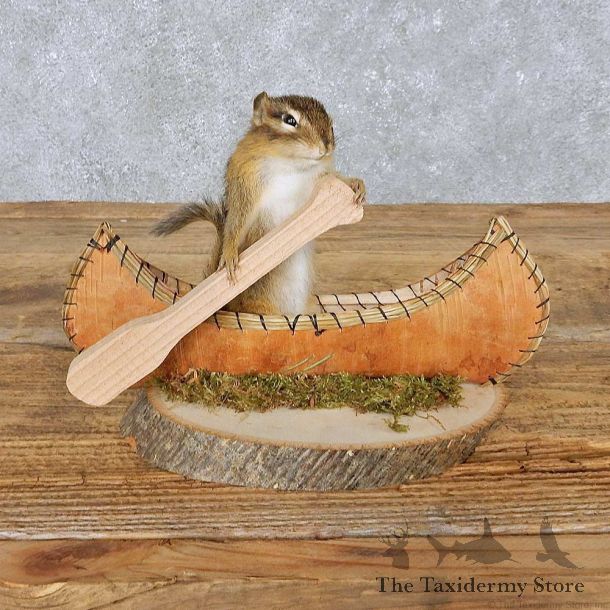 Novelty Canoe Chipmunk Mount For Sale #14989 @ The Taxidermy Store