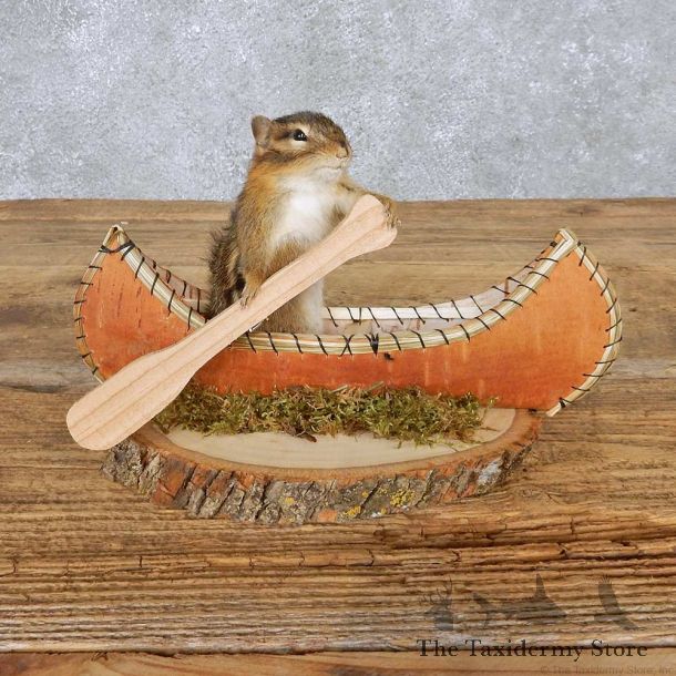 Novelty Canoe Chipmunk Mount For Sale #14990 @ The Taxidermy Store