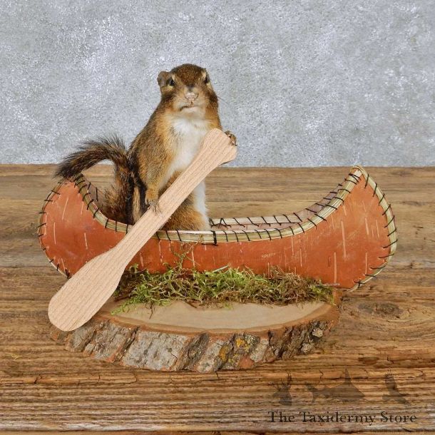 Novelty Canoe Chipmunk Mount For Sale #14991 @ The Taxidermy Store