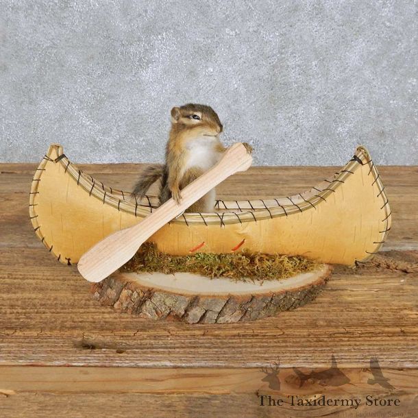 Novelty Canoe Chipmunk Mount For Sale #14992 @ The Taxidermy Store