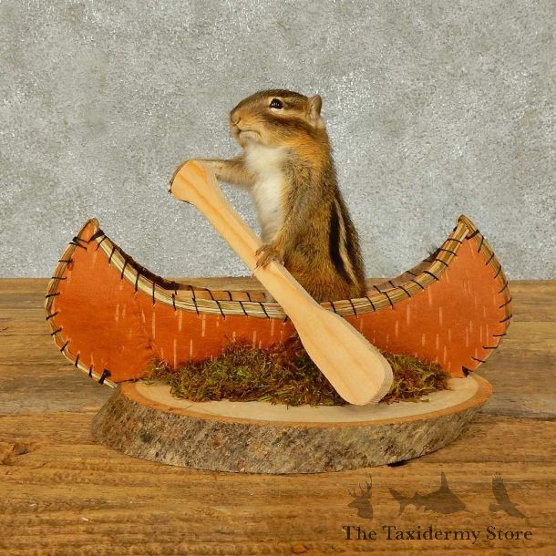 Canoe Chipmunk Novelty Mount For Sale #16320 @ The Taxidermy Store