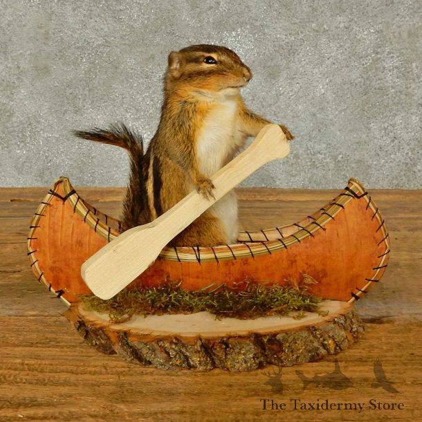 Canoe Chipmunk Novelty Mount For Sale #16321 @ The Taxidermy Store