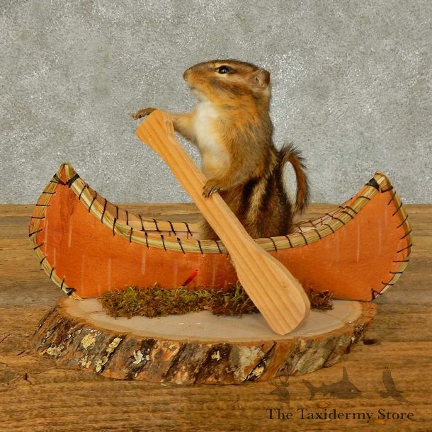 Canoe Chipmunk Novelty Mount For Sale #16322 @ The Taxidermy Store