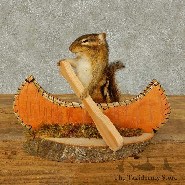 Canoe Chipmunk Novelty Mount For Sale #16323 @ The Taxidermy Store