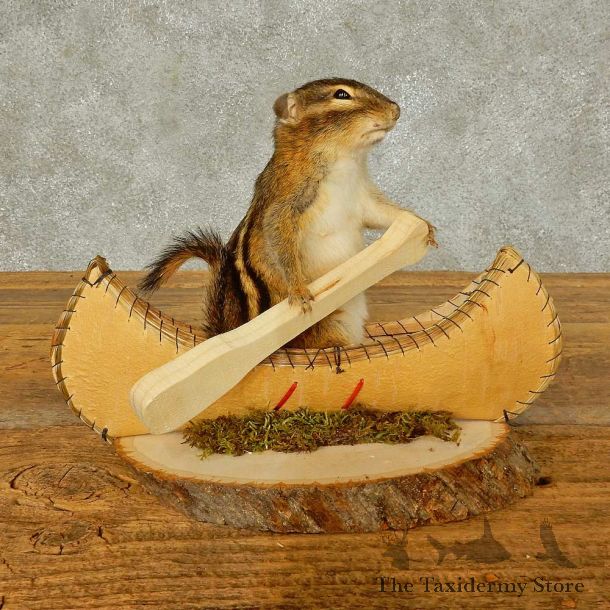 Canoe Chipmunk Novelty Mount For Sale #16324 @ The Taxidermy Store