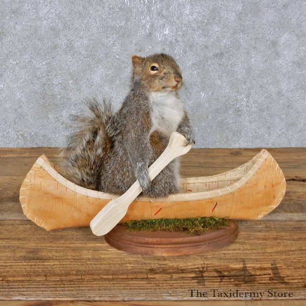 Novelty Canoe Squirrel Mount For Sale #14915 @ The Taxidermy Store