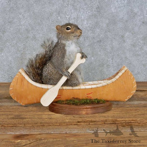 Novelty Canoe Squirrel Mount For Sale #14916 @ The Taxidermy Store