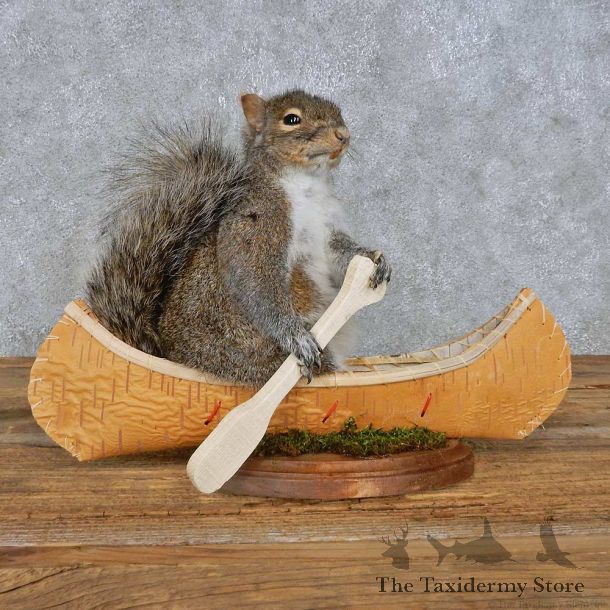 Novelty Canoe Squirrel Mount For Sale #14917 @ The Taxidermy Store