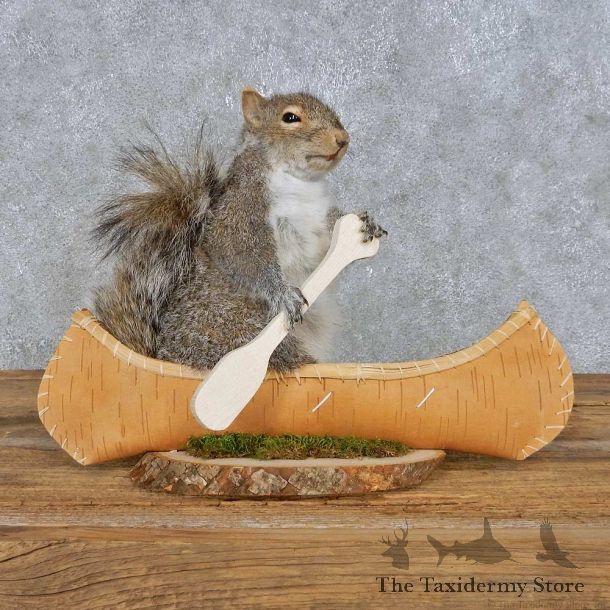 Novelty Canoe Squirrel Mount For Sale #14920 @ The Taxidermy Store