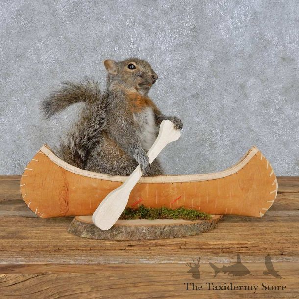 Novelty Canoe Squirrel Mount For Sale #14921 @ The Taxidermy Store