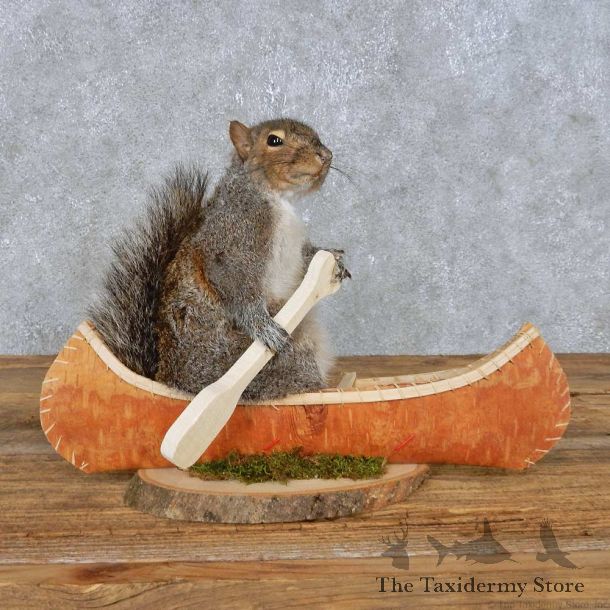Novelty Canoe Squirrel Mount For Sale #14924 @ The Taxidermy Store