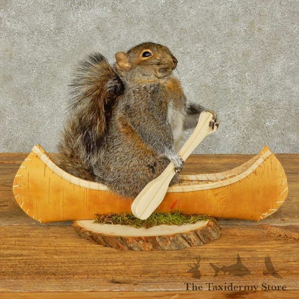 Canoe Squirrel Novelty Mount For Sale #16294 @ The Taxidermy Store