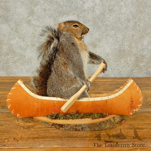 Canoe Squirrel Novelty Mount For Sale #16295 @ The Taxidermy Store