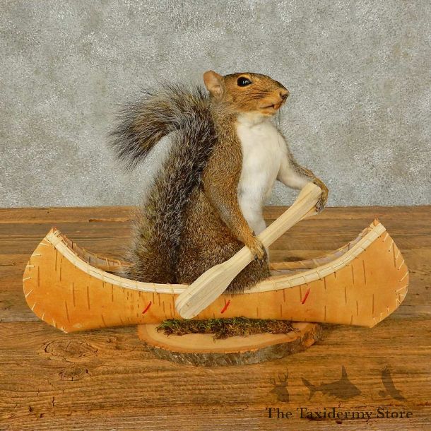 Canoe Squirrel Novelty Mount For Sale #16296 @ The Taxidermy Store