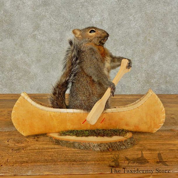Canoe Squirrel Novelty Mount For Sale #16297 @ The Taxidermy Store