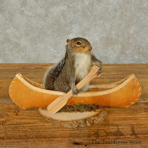 Canoe Squirrel Novelty Mount For Sale #16298 @ The Taxidermy Store