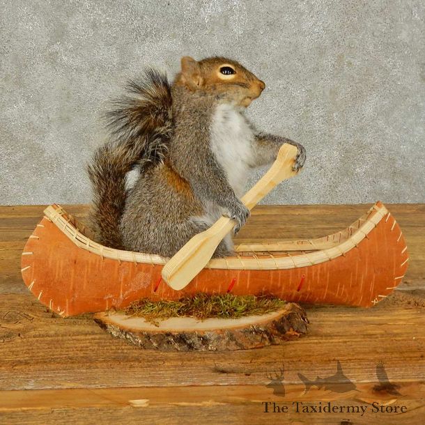 Canoe Squirrel Novelty Mount For Sale #16299 @ The Taxidermy Store