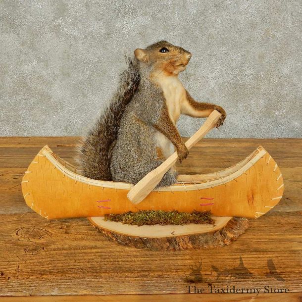 Canoe Squirrel Novelty Mount For Sale #16300 @ The Taxidermy Store