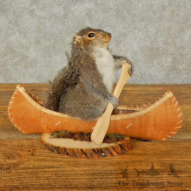 Canoe Squirrel Novelty Mount For Sale #16301 @ The Taxidermy Store