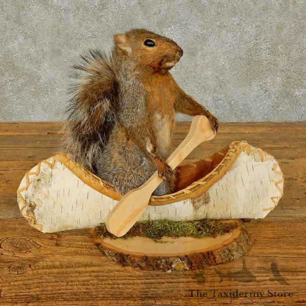 Canoe Squirrel Novelty Mount For Sale #16302 @ The Taxidermy Store