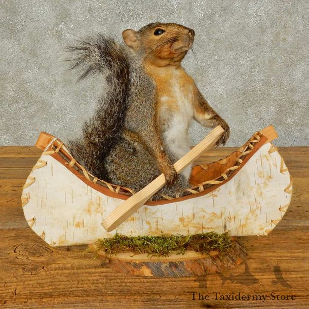 Canoe Squirrel Novelty Mount For Sale #16303 @ The Taxidermy Store
