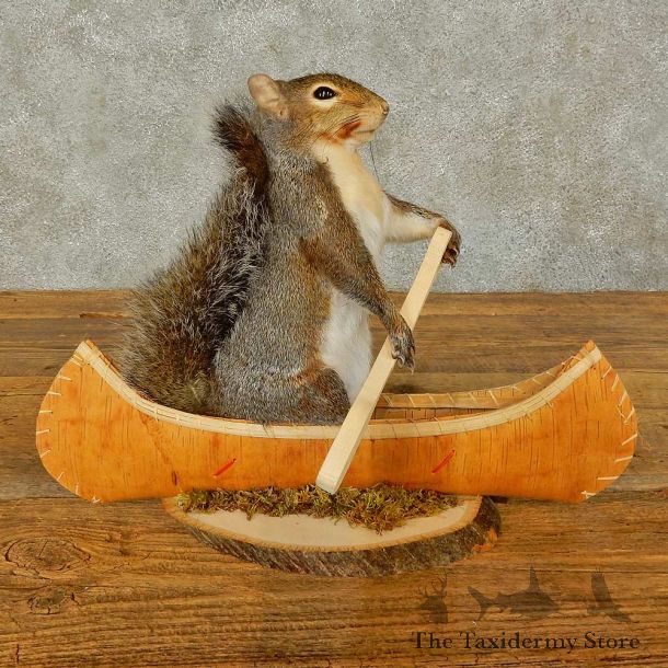 Canoe Squirrel Novelty Mount For Sale #16304 @ The Taxidermy Store