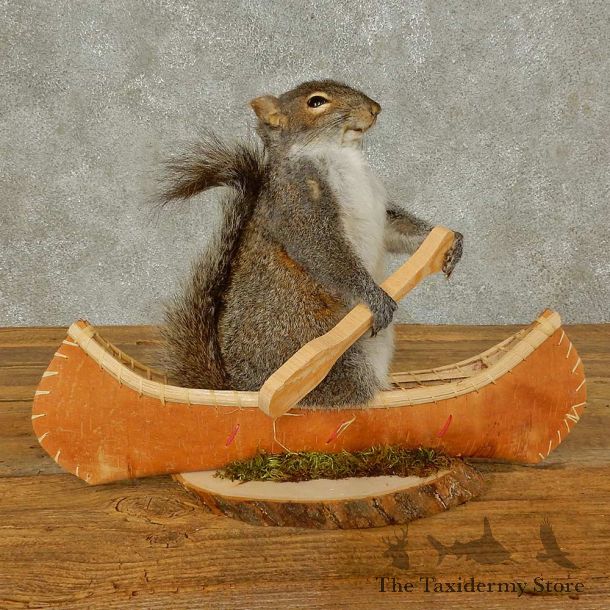 Canoe Squirrel Novelty Mount For Sale #16305 @ The Taxidermy Store
