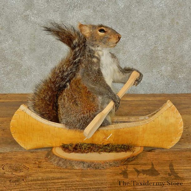 Canoe Squirrel Novelty Mount For Sale #16306 @ The Taxidermy Store