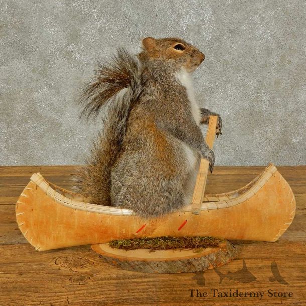 Canoe Squirrel Novelty Mount For Sale #16307 @ The Taxidermy Store