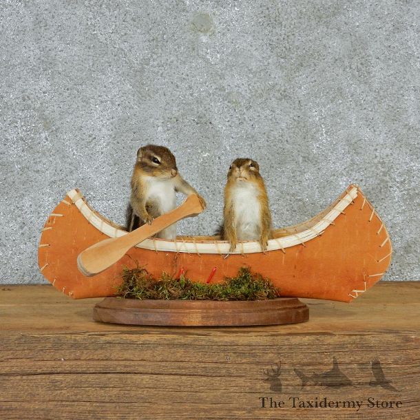 Novelty Canoeing Chipmunks #12934 For Sale @ The Taxidermy Store