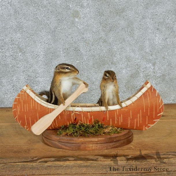 Novelty Canoeing Chipmunks #12935 For Sale @ The Taxidermy Store