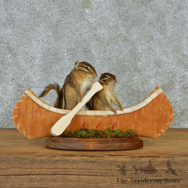 Novelty Canoeing Chipmunks #12936 For Sale @ The Taxidermy Store