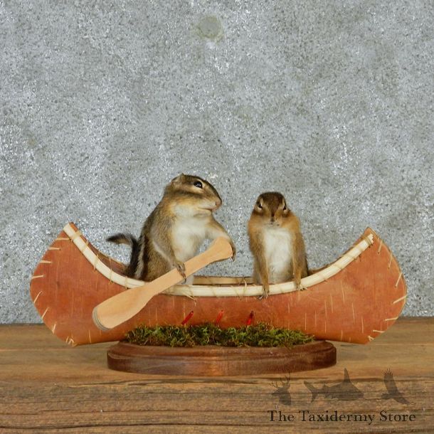 Novelty Canoeing Chipmunks #12937 For Sale @ The Taxidermy Store