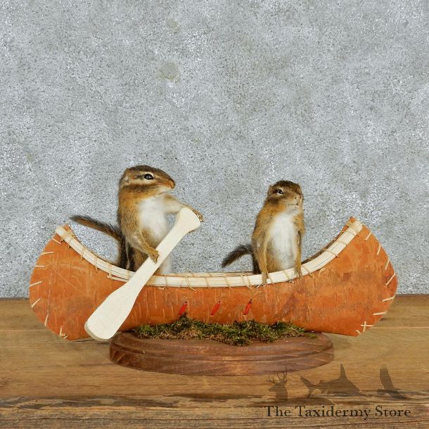 Novelty Canoeing Chipmunks #12938 For Sale @ The Taxidermy Store