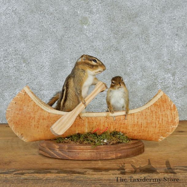Novelty Canoeing Chipmunks #12940 For Sale @ The Taxidermy Store